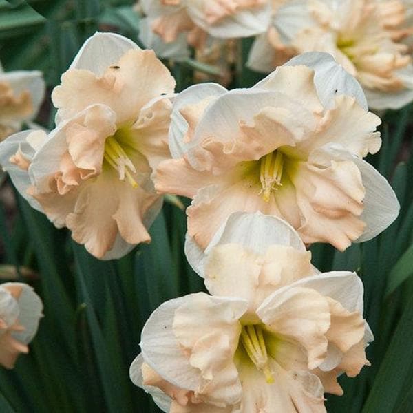 Daffodil White Orange Bulb