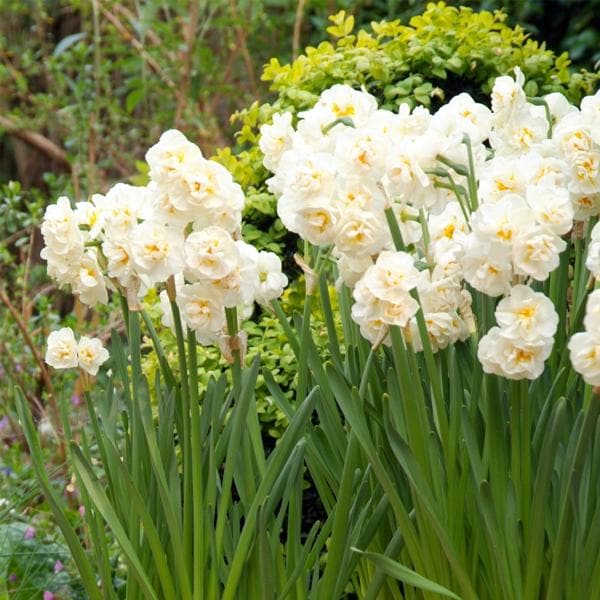 Daffodil Bridal Crown Bulbs