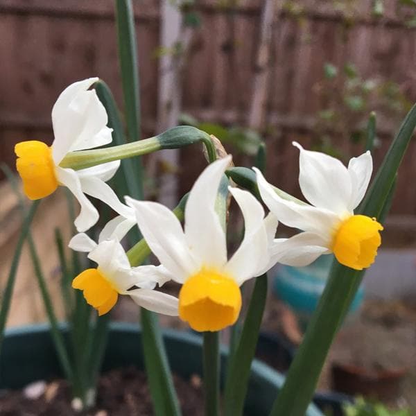 Daffodil Canaliculatus White Bulbs