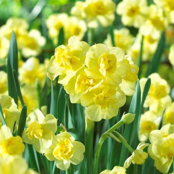 Daffodil Cheerfulness Yellow Bulbs