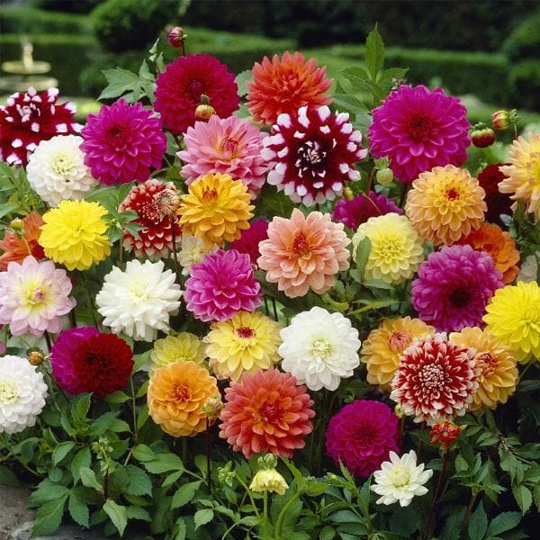 Dahlia Mix Color Bulb