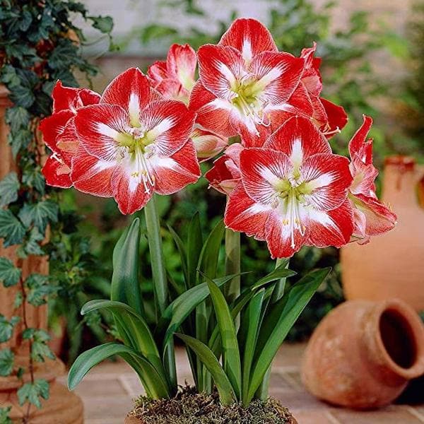 Dutch Amaryllis Mix Colors Bulbs