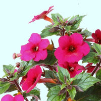 Achimenes Mix Colors Bulb