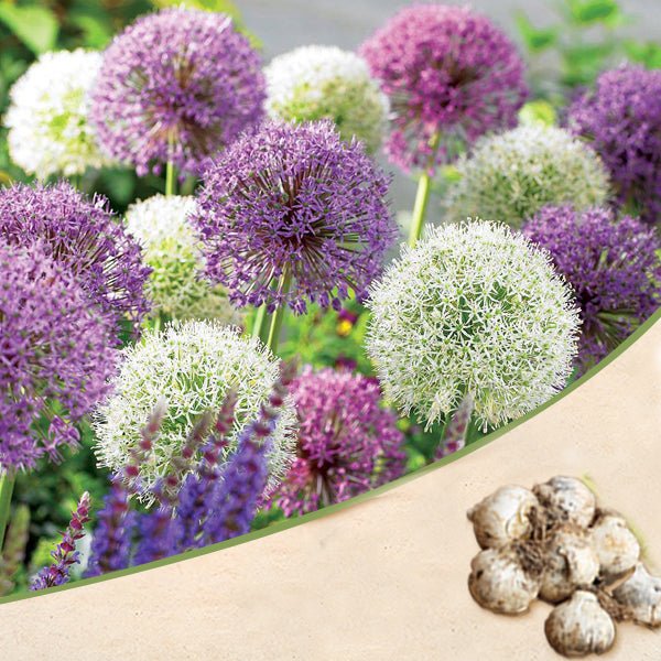 Allium Bulbs