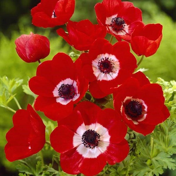 Coronaria Hollandia Red Bulbs