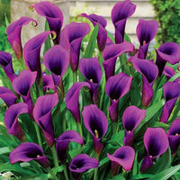 Calla Lily Purple Bulbs