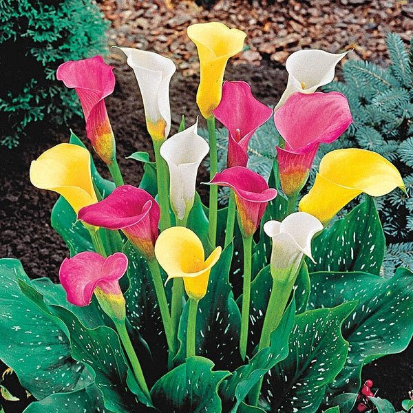 Calla Lily Random Color Bulb