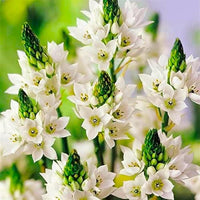 Chincherinchee Ornithogalum Bulbs
