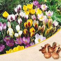 Crocus Bulbs