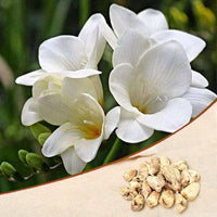 Freesia White Bulbs