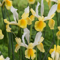 Iris Montecito Yellow White Bulbs