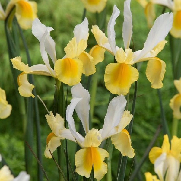 Iris Montecito Yellow White Bulbs