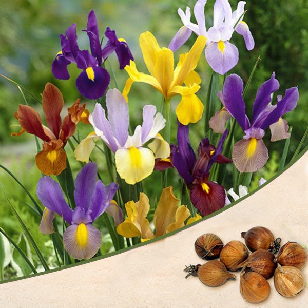 Iris Bulbs