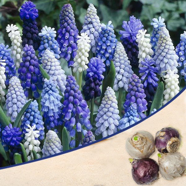 Muscari Grape Bulbs