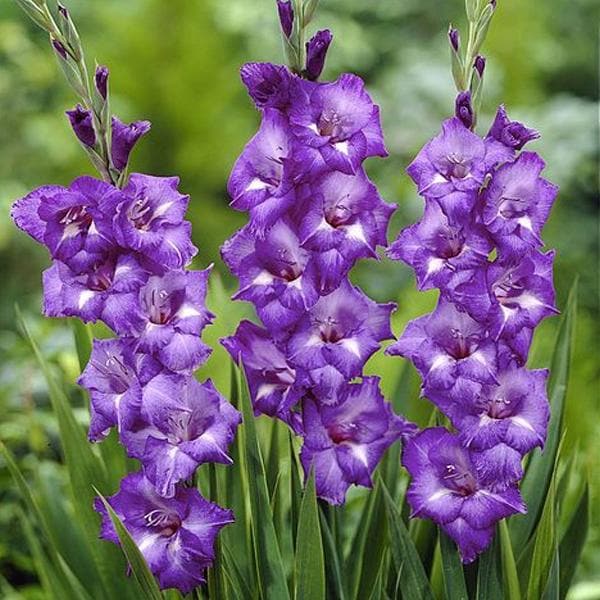 Purple Plum Bulbs