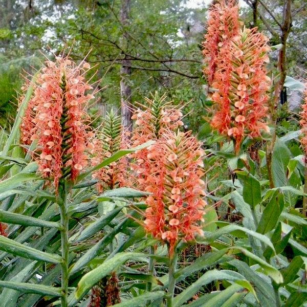 Hedychium Mix Colors Bulbs