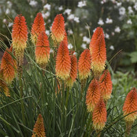 Kniphofia Torch Lily Mix Color Bulb