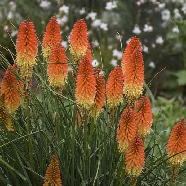 Kniphofia Torch Lily Mix Color Bulb