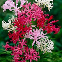 Nerine Lily Bulbs