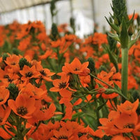 Chincherinchee Ornithogalum Bulbs