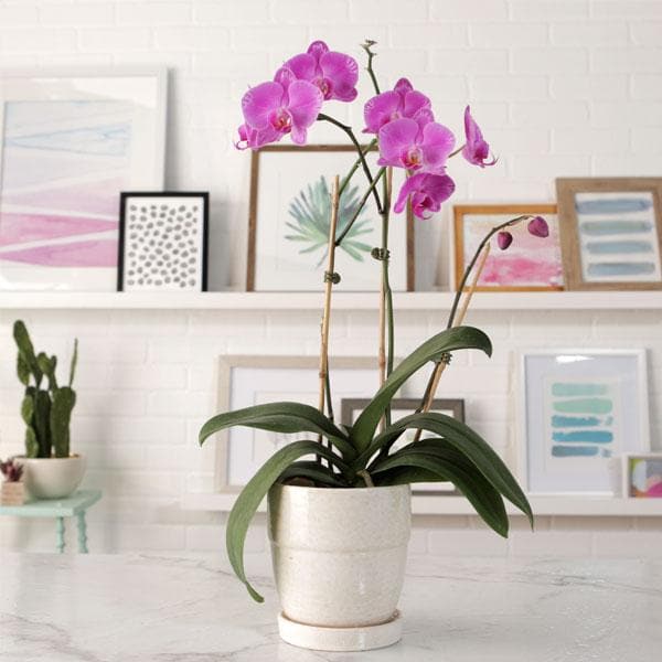 Phalaenopsis Orchid Flower Seeds, Heirloom, Non-GMO Exotic Blooms for Planting