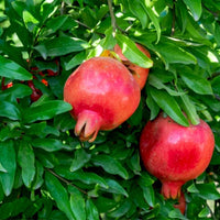 Pomegranate Seeds