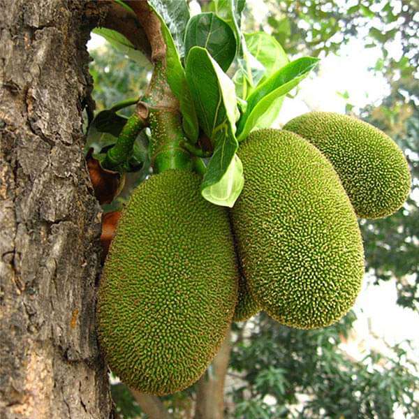 Jackfruit Seeds
