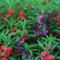 Balsam Tom Thumb Mixed Color Flower Seeds