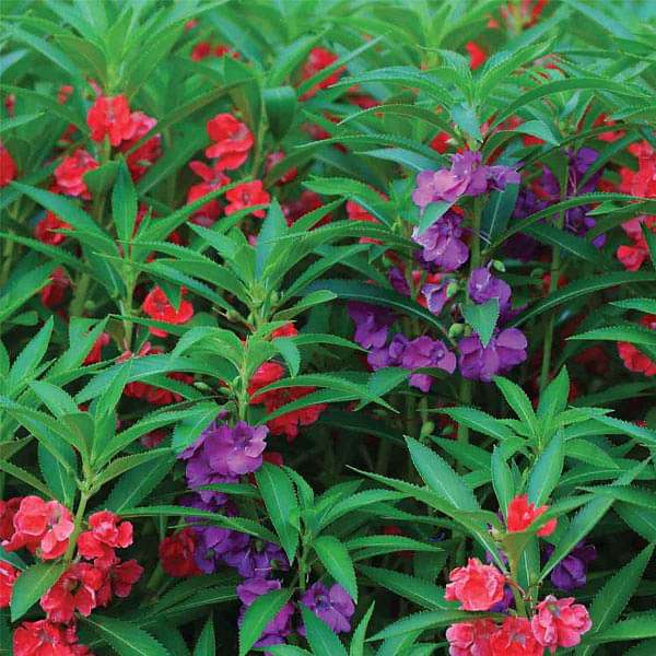 Balsam Tom Thumb Mixed Color Flower Seeds