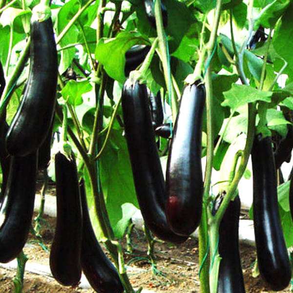 Brinjal Purple Long Vegetable Seeds