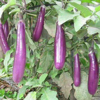 Basil Color Eggplant Seeds Selling Organic Vegetable Seeds