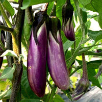 Basil Color Eggplant Seeds Selling Organic Vegetable Seeds