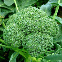 Broccoli Green Vegetable Seeds