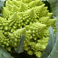 Broccoli Romanesco Vegetable Seeds