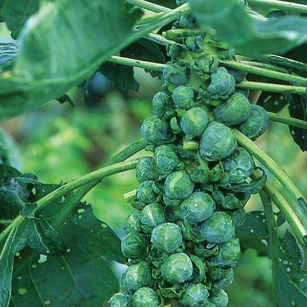 Brussel Sprout Long Island Vegetable Seeds