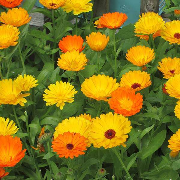 Calendula Bon Bon Mixed Color Flower Seeds