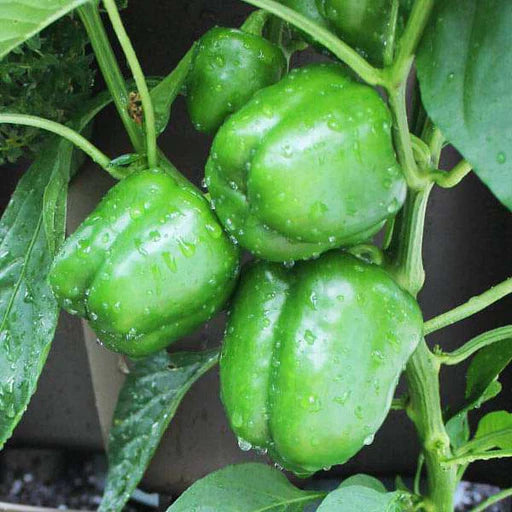 Capsicum Imported Green Vegetable Seeds