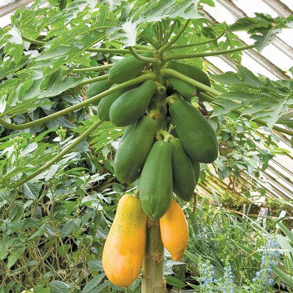 Papaya Seeds