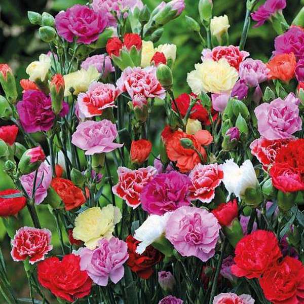Carnation Giant Chabaud Mixed Color Seeds