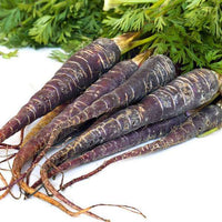Carrot Black Wonder Vegetable Seeds