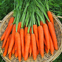 Carrot Mohan Chantenay Nantes Vegetable Seeds