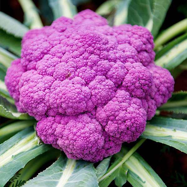 Cauliflower Di Sicilia Violetto Vegetable Seeds