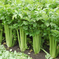 Celery- Tall Utah