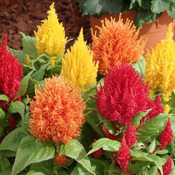 Celosia Plumosa Mixed Color Seeds