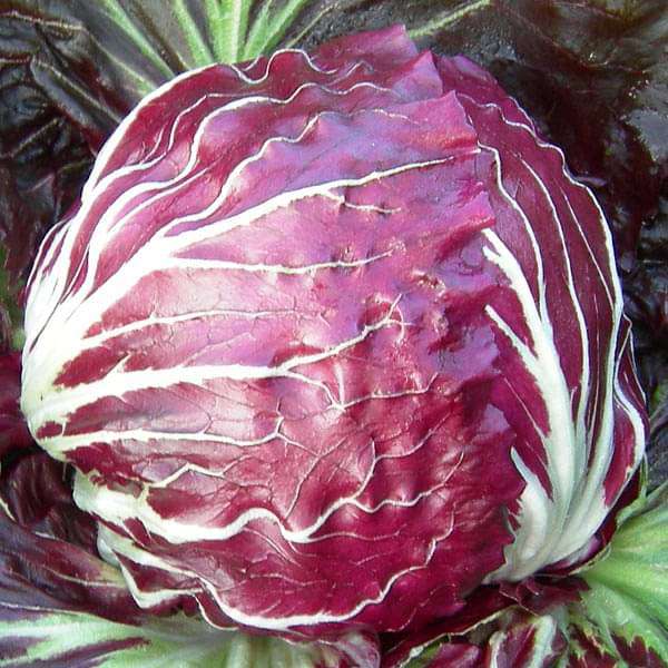 Chicory Rossa Di Verona Vegetable Seeds