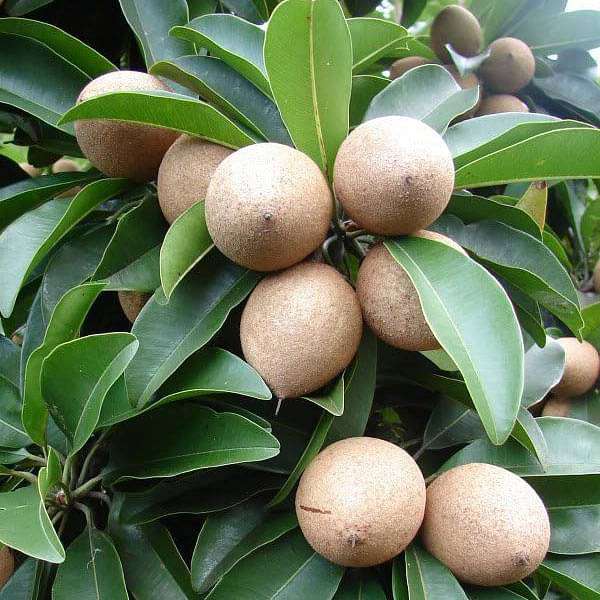 Chikoo Seeds
