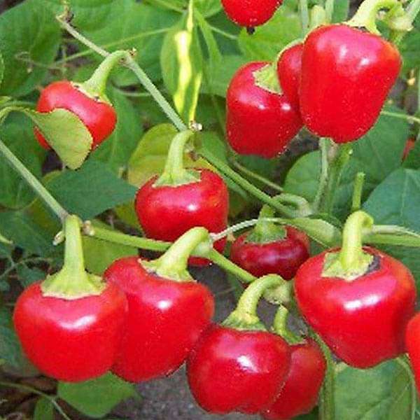 Chilli  Hybrid Red Pearl Queen Vegetable Seeds