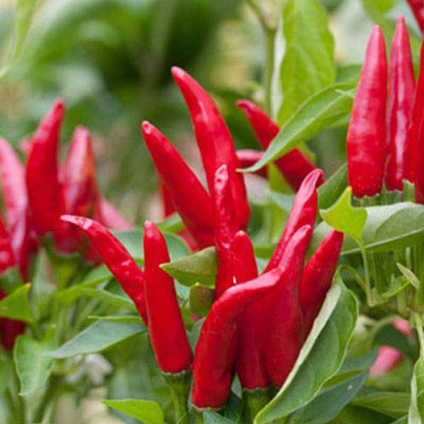 Chilli Hybrid Xingchango Vegetable Seeds