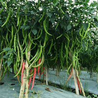 Chilli Jwala Pariksha Vegetable Seeds