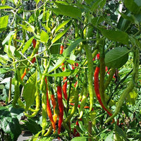 Chilli Jwala Vegetable Seeds